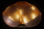 Butt Female Torso Ass - RS6-3 - Image 6